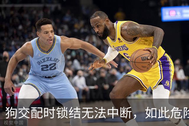 狗交配时锁结无法中断，如此危险的方式为何没被淘汰？